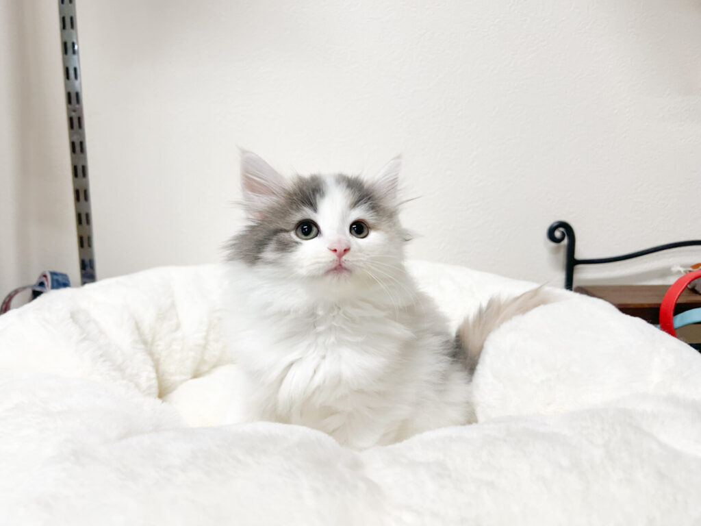 美人さんです♡