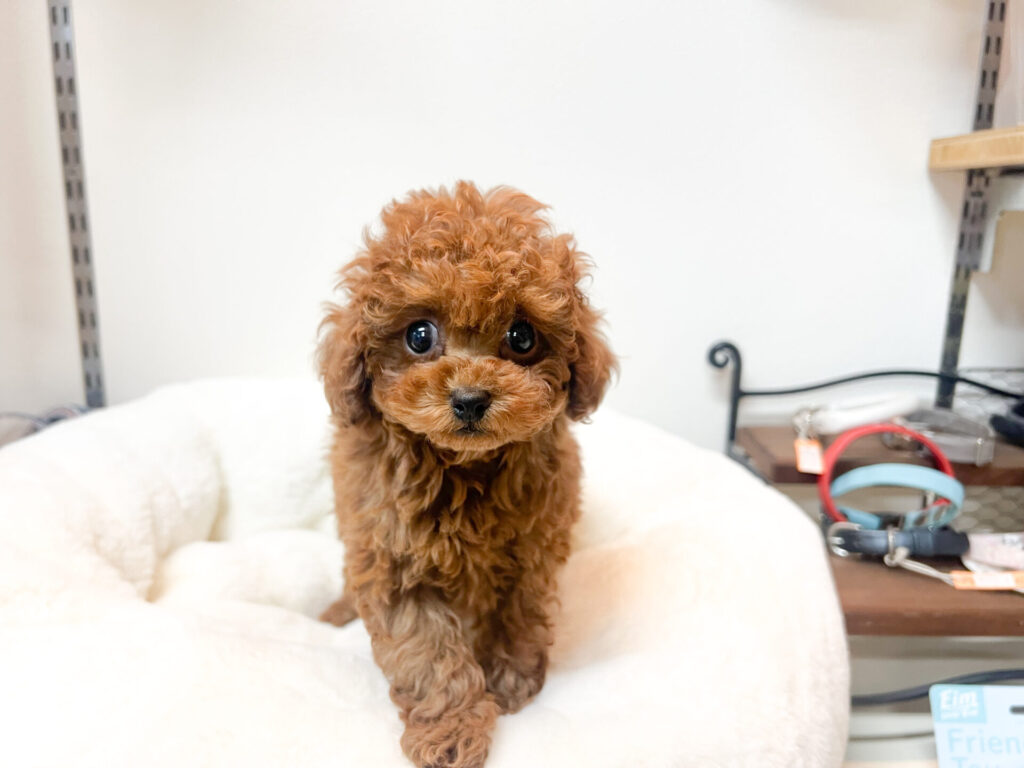 2025年11月28日撮影