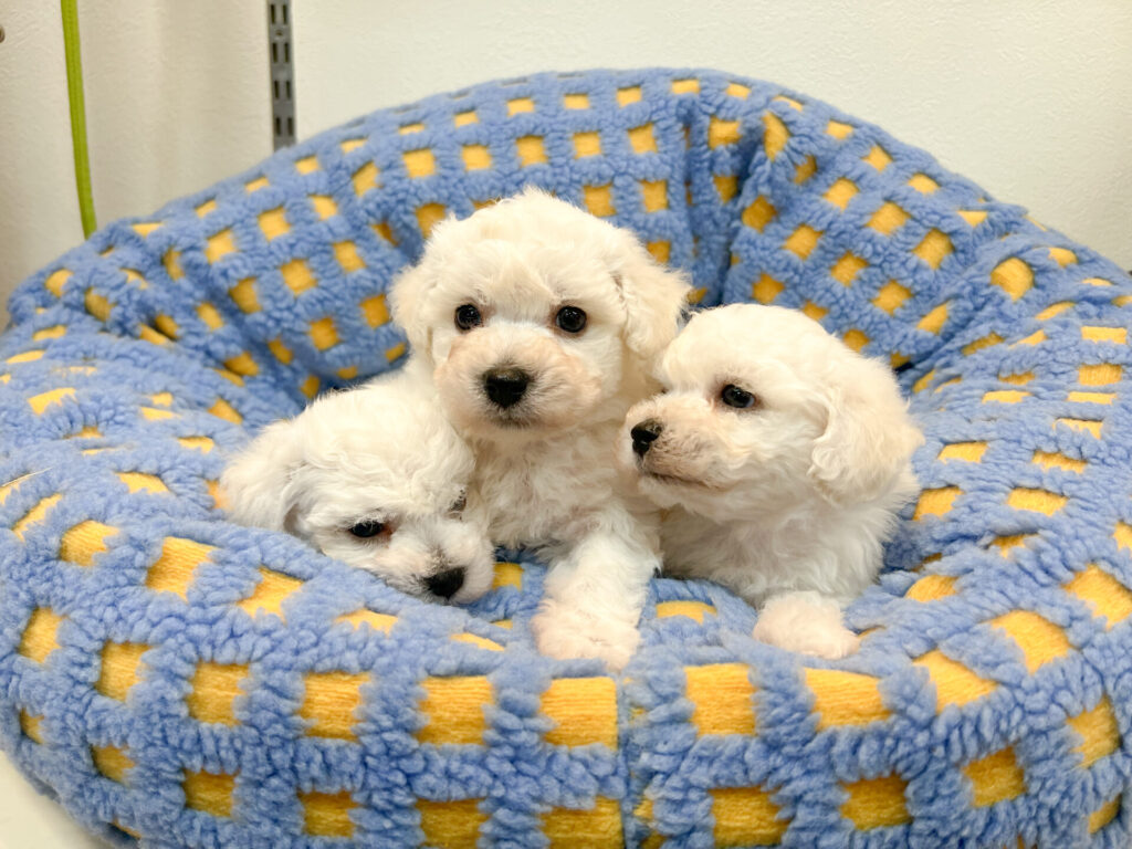 2025年12月1日撮影