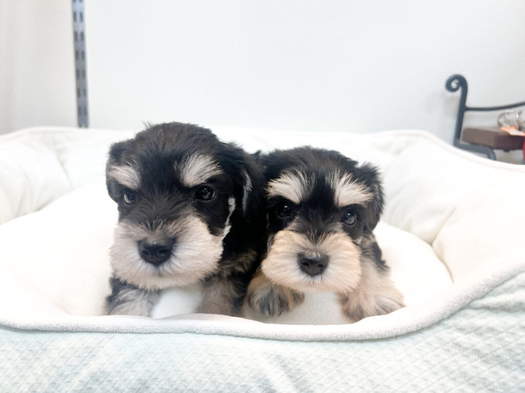 2025年12月1日撮影 男の子2匹★