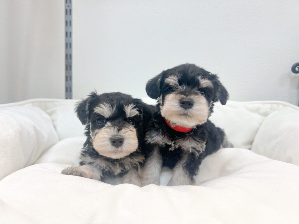 男の子2匹ずつに分けて撮ってます。