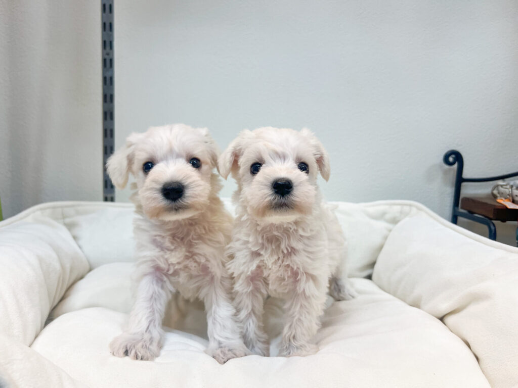 女の子2匹♡ 離乳食よく食べてくれて元気いっぱいです！