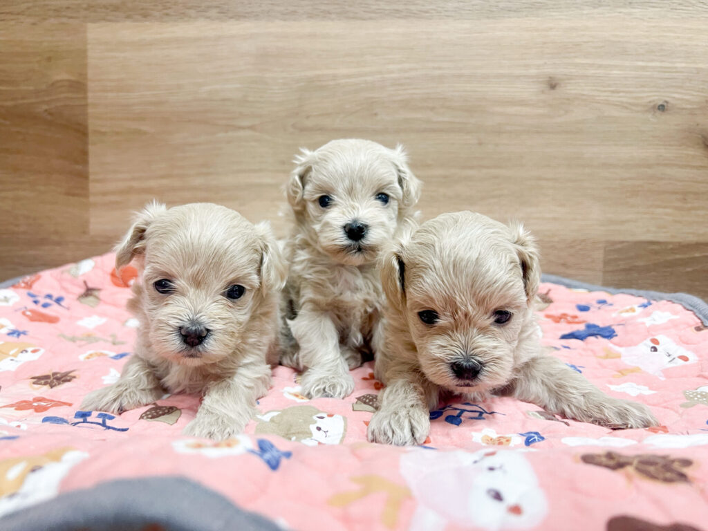 2025年12月1日撮影 すくすく育ってます♡