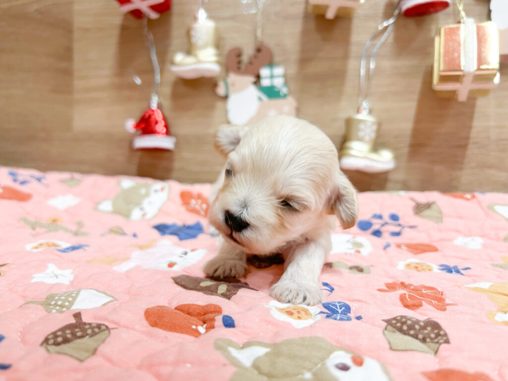 2025年12月5日撮影