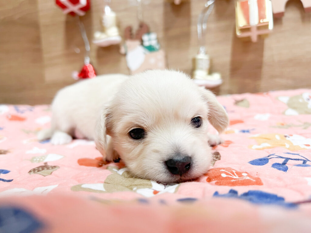 2025年12月3日撮影