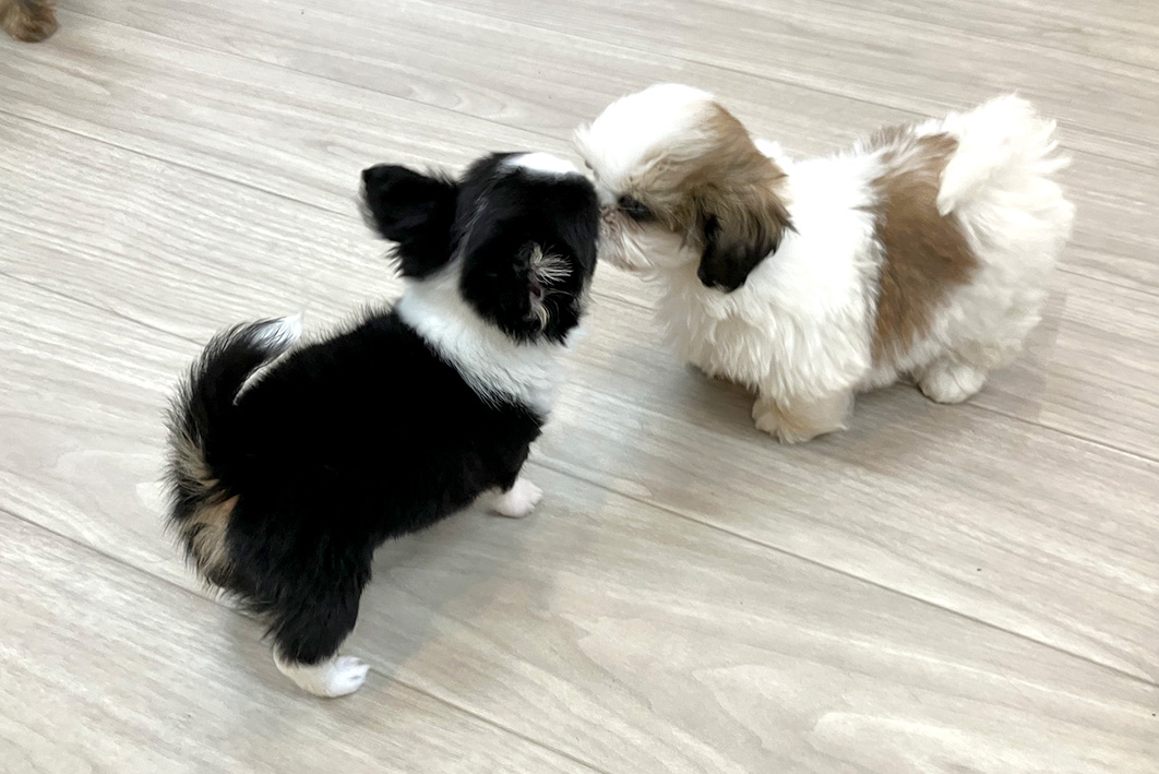 わんにゃん通り子犬の社会化期