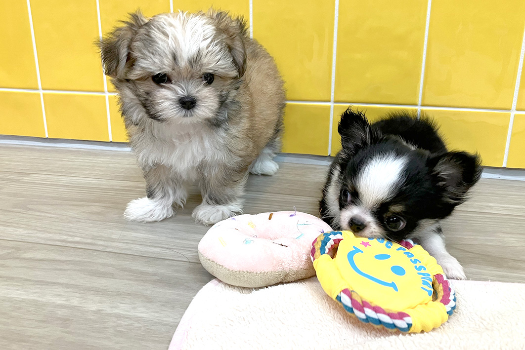 わんにゃん通り子犬の社会化期